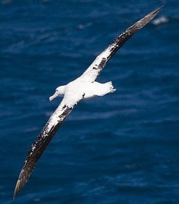  Albatros! Een imposante zeevogel die zowel lange vluchten als spectaculaire duiken beheerst