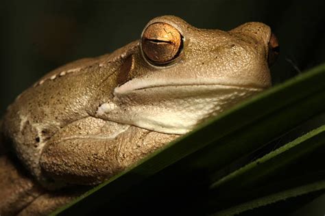  Buenos Aires Treefrog: Een Amfibieën Wonder Welk zich Verbast Met Its Geometrische Markeringen en Vlot Swemt!