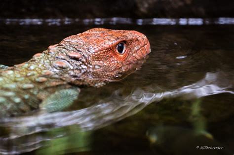 Caïman! Een waterminnend reptiel met een flinke dosis primal instinct.