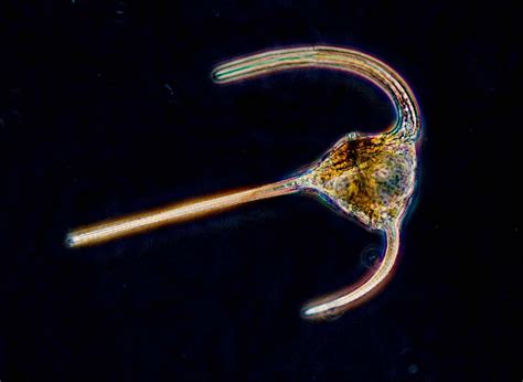 Dinoflagellaat: Een Microscopische Doodsdanser Die de Oceaan Kleurt en het Leven Voedt!