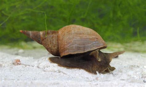  Hippospongia! Ontdek de Geheimen van Deze Ongelooflijke Slakken-Bevroren Speler in de Onderwaterwereld