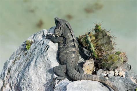  Iguana: Een reptiel met schubben en een voorliefde voor zonnen!