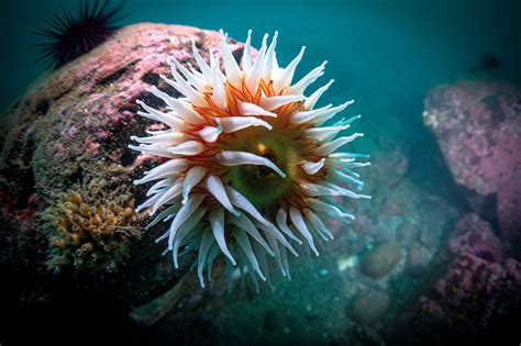 Rode anemoon: Een kleurrijk wonder uit de zeebodem met een verrassende manier van eten!