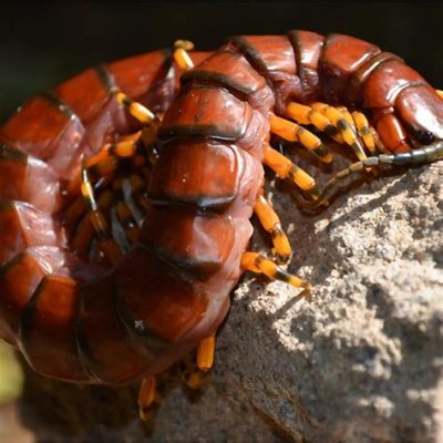  Scolopendra: Een Myriapode Met De Snelheid Van De Bliksem En Het Gezicht Van Een Vredelievende Schooier!