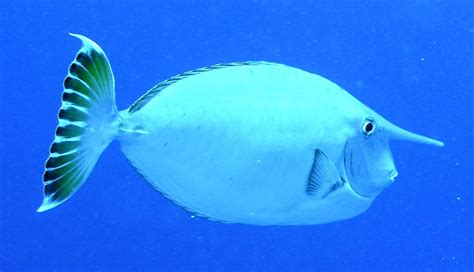 Unicornfish! Een vis met een hoorn die op koraalriffen zwemt en zich voedt met algen, waardoor het ecosysteem gezond blijft.