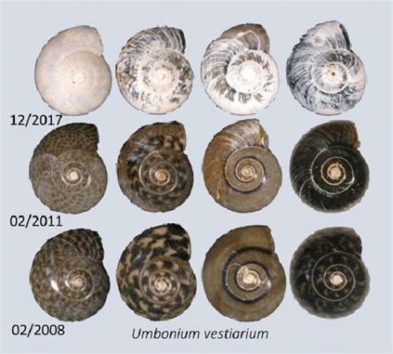 Upsolute! Ontdek de verborgen wereld van de unieke en fascinerende Umbonium-slakken die zich verschuilen onder rotsen en stenen