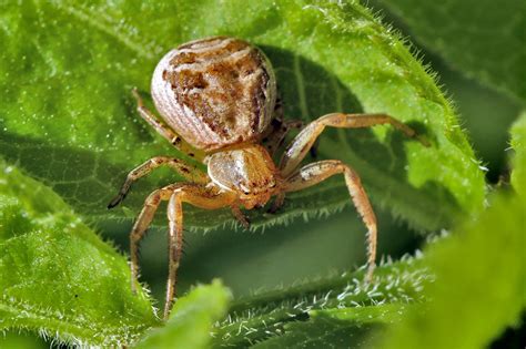  Xysticus: Een Meester In Vermomming En Een Snelle Jagendemachine!